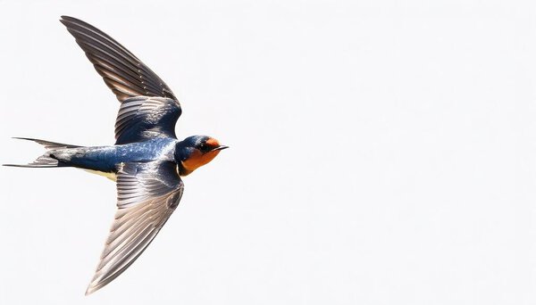 barn swallow - Hirundo rustica - is the most widespread species of swallow in the world, occurring on all continents, with vagrants reported even in Antarctica Isolated on white background.  in flight