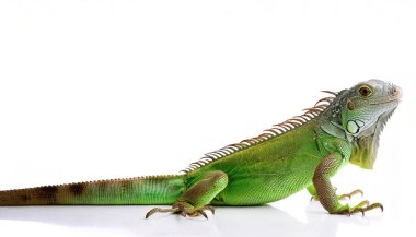 Yaygın yeşil Amerikan iguanası - Iguana iguanası- büyük, ağaçsı, çoğunlukla otobur, beyaz arka planda yalıtılmış bir kertenkele türüdür. Güney Florida 'da baş belası istilacı türler. turuncu renk olabilir.