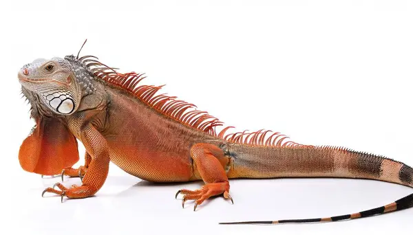 stock image common green - orange phase - American iguana - Iguana iguana - is a large, arboreal, mostly herbivorous species of lizard Isolated on white background. Nuisance invasive species in South Florida.