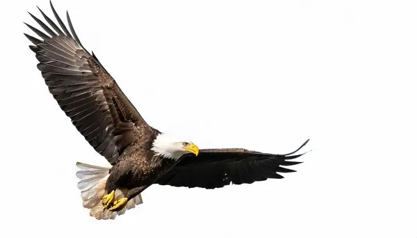 Amerikan Kel Kartalı (Haliaeetus leucocephalus), Kuzey Amerika 'da bulunan bir yırtıcı kuş türüdür.