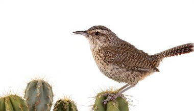 cactus wren - Campylorhynchus brunneicapillus - is a species of wren that is endemic to the deserts of the southwestern United States and northern and central Mexico. isolated on white background clipart