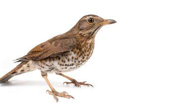 wood thrush - Hylocichla mustelina - is a North American passerine bird medium sized thrush, with brown upper parts with mottled brown and white underparts isolated on white background with copy space clipart