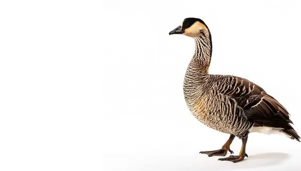 stock image nene or Hawaiian goose - Branta sandvicensis - exclusively found in the wild on the islands of Maui, Kauai, Molokai, and Hawaii. Isolated on white background with copy space