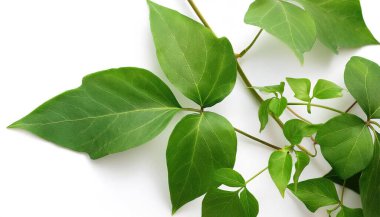 Wild Poison ivy climbing vine plant - Toxicodendron radicans - growing in the forest. Hazard environment. Thickets of toxic plant. Leaves of three leave them be. Isolated on white background clipart