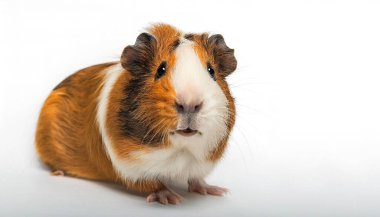 Kahverengi, turuncu, kırmızı, siyah ve beyaz kobay (Cavia Porcellus), evcil hayvan ticaretinde popüler sevimli, yumuşak, sevimli, sevimli ve evcil bir mağara türüdür. Kopyalama alanı olan beyaz bir arkaplanda izole edilmiş