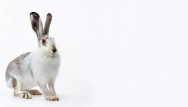 mountain hare - Lepus timidus - also known as blue, tundra, variable, white, snow, alpine, and Irish hare, is a species of Palearctic hare that is largely adapted to polar habitat.  isolated on white clipart