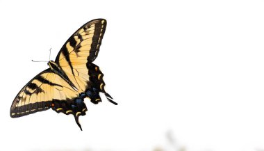 Papilio glaucus, the eastern tiger swallowtail, is a common species of butterfly native to eastern North America with yellow wings with black vertical bar pattern. Isolated on white background clipart