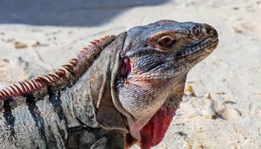 Küba rock iguanası - Cyclura nubila - Küba yer iguanası olarak da bilinir. Soyu tükenmekte olan kertenkele gruplarından biri. Güney Florida 'da istilacı. Soyu tükenmekte olan kertenkele gruplarından biri.