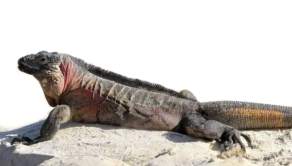 stock image Cuban rock iguana - Cyclura nubila - also known as the Cuban ground iguana. one of the most endangered groups of lizard. Invasive in south Florida. one of the most endangered groups of lizards