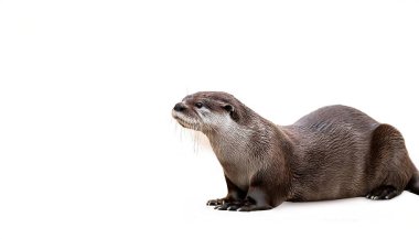 giant river otter - Pteronura brasiliensis - is a South American carnivorous mammal. It is the longest member of the weasel family. Isolated on white background with copy space clipart