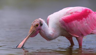 Roseate Spoonbill (Platalea ajaja), Ibis ve Spoonbill familyasından bir kuş türü. Pembe rengi karotenoid pigment kanthaxanthi 'den türetilmiş diyet rengidir. Suda