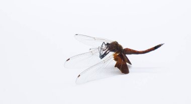 Red Carolina Saddlebags Dragonfly - Tramea onusta - deceased as found. isolated on white background with copy space.Its habitats include ponds, lakes, swamps, and streams clipart