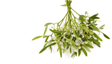 Mistletoe is a parasitic plant that attaches to their host tree or shrub by a structure called the haustorium, through which they extract water and nutrients from the host plant. Isolated on white clipart