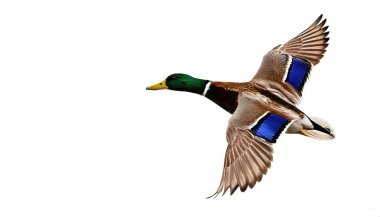 male mallard duck drake - Anas platyrhynchos -  flying in flight with green iridescent head, chestnut brown breast. Wings extended and open. isolated on white background with copy space clipart