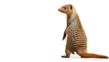 mongoose is a small terrestrial carnivorous mammal with long faces and bodies, small, rounded ears, short legs, and long, tapering tails. Isolated on white background with copy space clipart