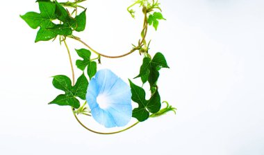 Ipomoea hederacea - sarmaşık sabah zaferi ya da Kaladana, Amerika kıtasının tropikal bölgelerine özgü bir bitki türü. Kopya alanı ile beyaz arkaplanda izole