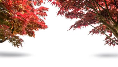 Japanese, palmate or smooth maple - Acer palmatum, is a species of woody plant native to Korea, Japan, China, eastern Mongolia, and southeast Russia, with leaves coloring from red, orange to green. clipart