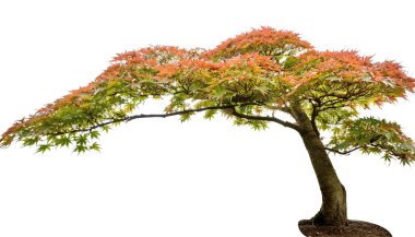 Japanese, palmate or smooth maple - Acer palmatum, is a species of woody plant native to Korea, Japan, China, eastern Mongolia, and southeast Russia, with leaves coloring from red, orange to green. clipart