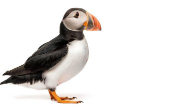 Atlantic puffin - Fratercula arctica - are any of three species of small alcid auks that breed in large colonies on coastal cliffs or offshore islands. Isolated on white background with copy space clipart