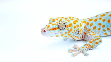 tokay gecko, Gekko cinsinde, kırmızı turuncu pembe benekli, gece ağaçsı bir kertenkeledir, gerçek kertenkelelerdir. Asya 'ya ve bazı Pasifik Adalarına özgüdür. Beyazda izole edilmiş