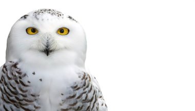 Kar baykuşu - Bubo scandiacus - diğer adıyla kutup baykuşu, gerçek baykuş ailesinin büyük, beyaz baykuşudur. Kar baykuşları hem Kuzey Amerika 'nın hem de Palearctic' in kutup bölgelerine özgüdür. Yüze yakın çekim