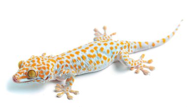 tokay gecko, Gekko cinsinde, kırmızı turuncu pembe benekli, gece ağaçsı bir kertenkeledir, gerçek kertenkelelerdir. Asya 'ya ve bazı Pasifik Adalarına özgüdür. Beyazda izole edilmiş