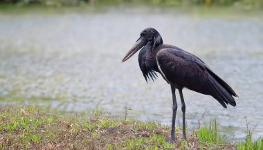 African openbill - Anastomus lamelligerus - are large, long legged, long necked wading birds with long, stout bills.  they use soaring, gliding flight, which conserves energy clipart