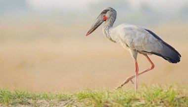 Asian openbill stork - Anastomus oscitans - are large, long legged, long necked wading birds with long, stout bills.  they use soaring, gliding flight, which conserves energy clipart