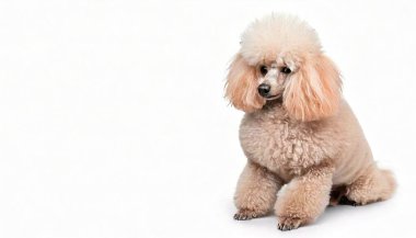 Beyaz Oyuncak Kaniş, küçük, zarif, uzun boyunlu ve ince ağızlıklı bir köpek. Paltoları kıvırcık ve boldur ve siyah, kahverengi ve beyaz da dahil olmak üzere birçok rengi vardır. Beyaz arkaplanda izole