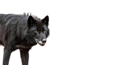 Siyah kurt, evcil köpeklerde görülen ve kurt köpek hibritleştirme yoluyla kurtlara taşınan bir mutasyonun melanistik bir rengidir. beyaz üzerine izole