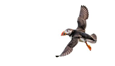 Atlantic puffin - Fratercula arctica - are any of three species of small alcid auks that breed in large colonies on coastal cliffs or offshore islands. Isolated on white background with copy space clipart