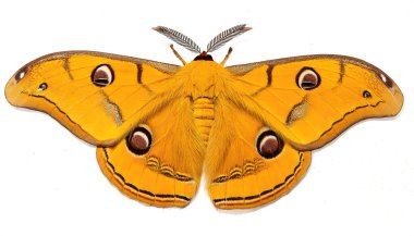 Altın imparator güve (