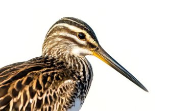 Wilson Wilson Snipe Gallinago Narcata küçük, tıknaz bir sahil kuşudur. Gallinago lakabı ağaçkakanın Neo Latincesidir. Beyaz arkaplanda izole.