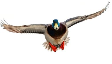 Erkek yaban ördeği Drake - Anas platyrhynchos - yeşil yanardöner başlı, kestane rengi göğüslü. Kanatlar genişledi ve açıldı. Kopyalama alanı olan beyaz arkaplanda izole