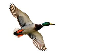 male mallard duck drake - Anas platyrhynchos -  flying in flight with green iridescent head, chestnut brown breast. Wings extended and open. isolated on white background with copy space clipart