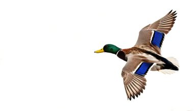 male mallard duck drake - Anas platyrhynchos -  flying in flight with green iridescent head, chestnut brown breast. Wings extended and open. isolated on white background with copy space clipart