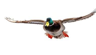Erkek yaban ördeği Drake - Anas platyrhynchos - yeşil yanardöner başlı, kestane rengi göğüslü. Kanatlar genişledi ve açıldı. Kopyalama alanı olan beyaz arkaplanda izole