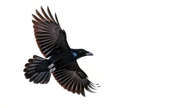 Amerikan kargası - Corvus brachyrhynchos - kanat genişliğinde uçuyor, beyaz arka planda kopyalanmış boşlukla izole edilmiş. Kuzey Amerika 'daki en yaygın kuş türlerinden biri.