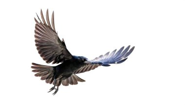 Amerikan kargası - Corvus brachyrhynchos - kanat genişliğinde uçuyor, beyaz arka planda kopyalanmış boşlukla izole edilmiş. Kuzey Amerika 'daki en yaygın kuş türlerinden biri.