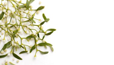 Ökseotu, ev sahibi ağaca bağlı bir parazit bitkidir veya haustorium denilen bir yapı tarafından çalılık ile ev sahibi bitkiden su ve besin çıkarırlar. Beyazda izole edilmiş