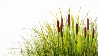 Kedi kuyruğu, kedi kuyruğu, kimono, punk veya bulrush. Typha, çeşitli sulak arazi habitatlarında bulunan su ya da yarı suda yetişen, rizomatöz, otçul bitkilerdir. Beyaz arkaplanda izole