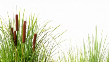 cattail, cat tail, cumbungi, punk or bulrush. Typha are aquatic or semi aquatic, rhizomatous, herbaceous perennial grass plants found in a variety of wetland habitats. Isolated on white background clipart