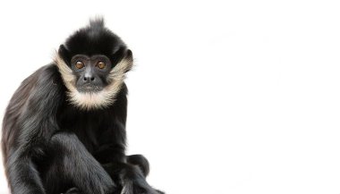 Kahverengi örümcek maymunu Güney Meksika 'dan Brezilya' ya kadar Orta ve Güney Amerika 'nın tropikal ormanlarında bulunur. Cins, hepsi tehdit altında olan yedi türden oluşur. Beyazda izole edilmiş