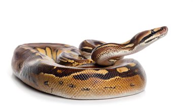 Tekrarlanan piton - Malayopython reticulatus, Güney ve Güneydoğu Asya 'da yetişen bir piton türüdür ve Güney Florida ABD' de vahşi yaşamı yok eden istilacı bir yılandır. Beyazda izole edilmiş