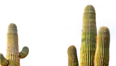 Saguaro - Carnegiea gigantea, Arizona, Meksika ve Kaliforniya 'daki Sonoran Çölü' ne özgü bir kaktüs türüdür. Kopya alanı ile beyaz arkaplanda izole