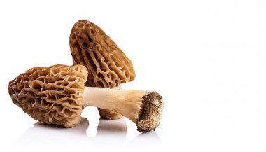 Morchella ya da Morel, tepeleri ve çukurları olan ve keplerini oluşturan bir bal peteği görünümüne sahip yenilebilir mantar cinsidir. Morellere gurme aşçılar değer verir. Kopyalama alanı olan beyaz üzerine izole edilmiş