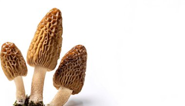 Morchella ya da Morel, tepeleri ve çukurları olan ve keplerini oluşturan bir bal peteği görünümüne sahip yenilebilir mantar cinsidir. Morellere gurme aşçılar değer verir. Kopyalama alanı olan beyaz üzerine izole edilmiş