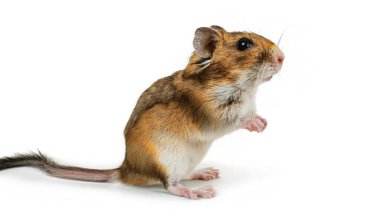 Moğol gerbil - Meriones unguiculatus - yarı çöl, Çin, Moğolistan ve Rusya Federasyonu 'ndaki bozkırlar da dahil olmak üzere otlaklarda, çalılıklarda ve çöllerde yaşar. Beyaz arkaplanda izole