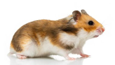Altın ya da Suriye hamsterı - Mezocricetus auratus - dönen tekerlek üzerinde koşan kemirgenler ve popüler evcil hayvanlardır. Hayat benzetmesi. Hiçbir yere varamıyoruz. Beyazda izole edilmiş