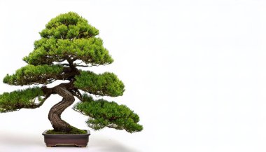 Shimpaku ardıcı, Çin ardıcı Juniperus chinensis 'in bir cüce, düzensiz vazo şeklidir. Orijinal olarak Japonya 'ya özgü beyaz arkaplanda kopya alanı ile izole edilmiş